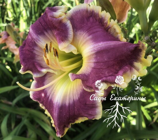 № 441  BAREFOOT BAY 